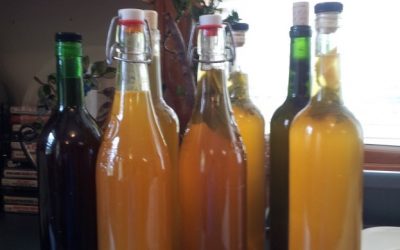 Kombucha Kraziness!