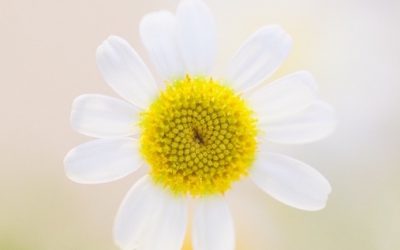 Spring Cleaning with Integrated Lymph Drainage (ILD)