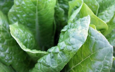 Is My Low Energy Because of a B12 or Iron Deficiency?