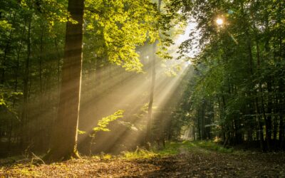 Why Morning Sunlight Exposure is Crucial for Health